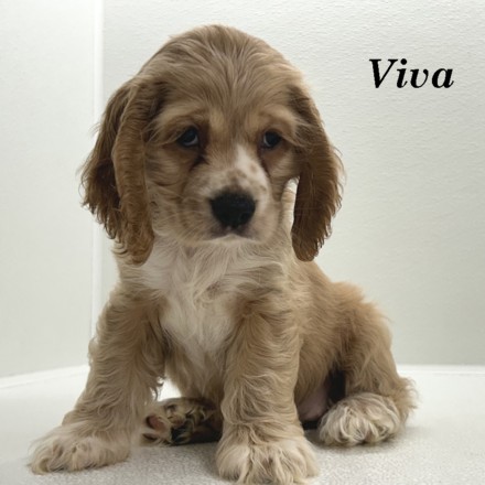 puppy, for, sale, Cocker Spaniel, Joe & Cherri  Overlease, dog, breeder, Miller, MO, dog-breeder, puppy-for-sale, forsale, nearby, find, puppyfind, locator, puppylocator, aca